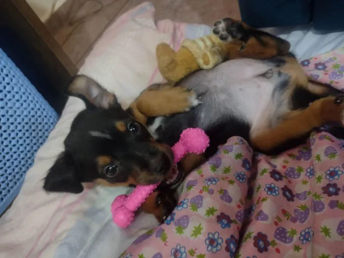 Cachorro ra a Labrador idade Abaixo de 2 meses nome Sem nome definido