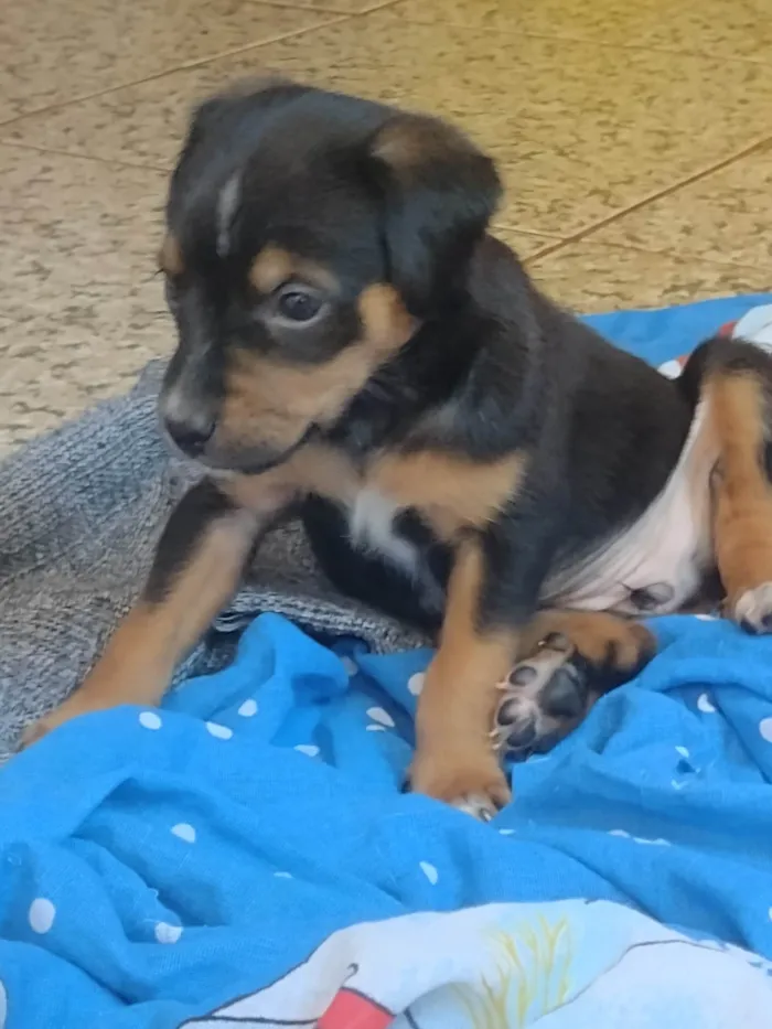 Cachorro ra a Labrador idade Abaixo de 2 meses nome Sem nome definido