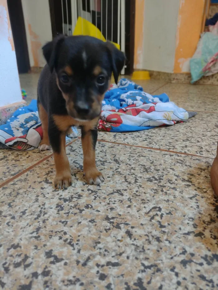 Cachorro ra a Labrador idade Abaixo de 2 meses nome Sem nome definido