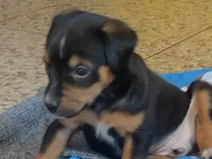 Cachorro raça Labrador idade Abaixo de 2 meses nome Sem nome definido