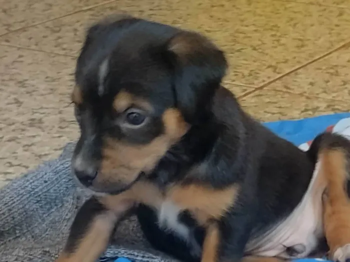 Cachorro ra a Labrador idade Abaixo de 2 meses nome Sem nome definido