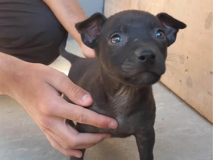 Cachorro ra a SRD-ViraLata idade 2 a 6 meses nome CR7 e MESSI