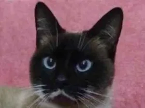 Gato raça Siamês idade 7 a 11 meses nome Milka