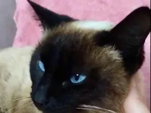 Gato raça Siamês idade 7 a 11 meses nome Milli