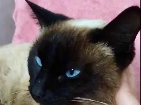 Gato ra a Siamês idade 7 a 11 meses nome Milli