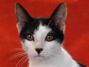 Gato raça SRD-unico idade 2 a 6 meses nome Faisquinha