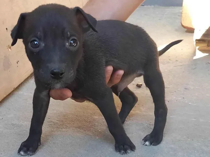 Cachorro ra a SRD-ViraLata idade 2 a 6 meses nome CR7 e MESSI