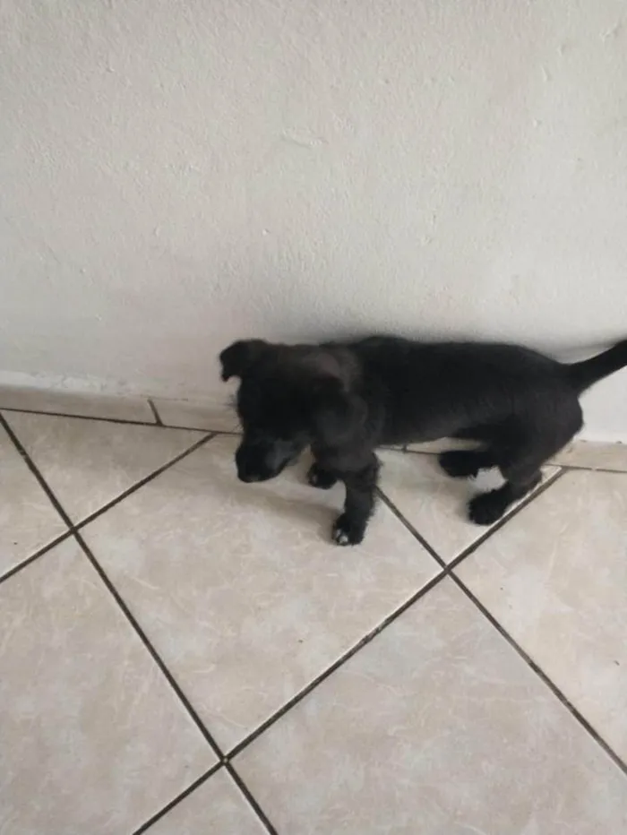 Cachorro ra a SRD-ViraLata idade 2 a 6 meses nome CATARINA