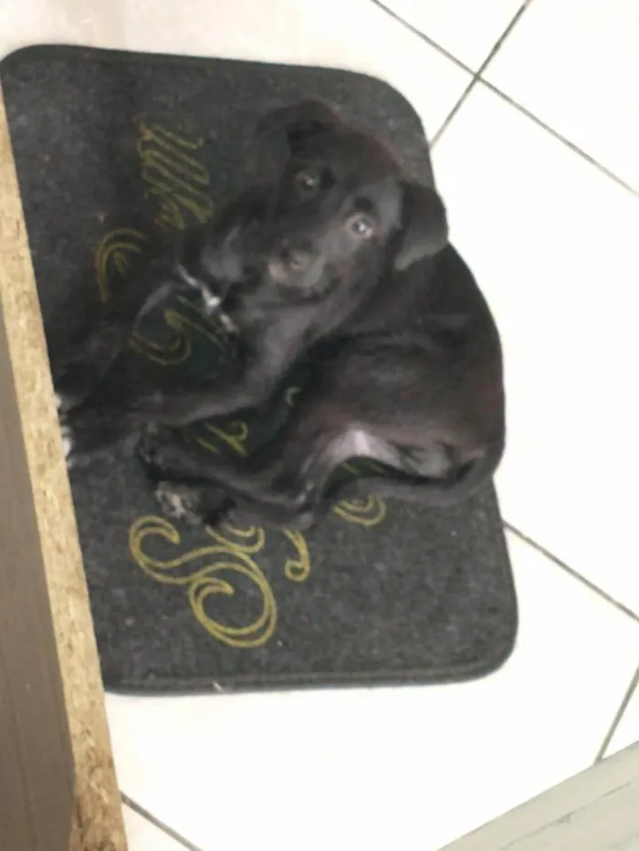 Cachorro ra a SRD-ViraLata idade 2 a 6 meses nome CATARINA