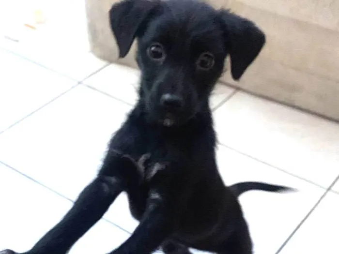 Cachorro ra a SRD-ViraLata idade 2 a 6 meses nome CATARINA