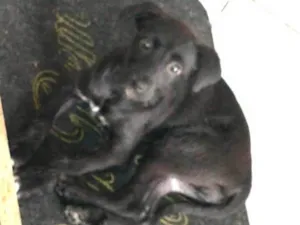 Cachorro raça SRD-ViraLata idade 2 a 6 meses nome CATARINA