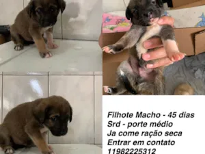 Cachorro raça Srd idade Abaixo de 2 meses nome Bolota (apelido)