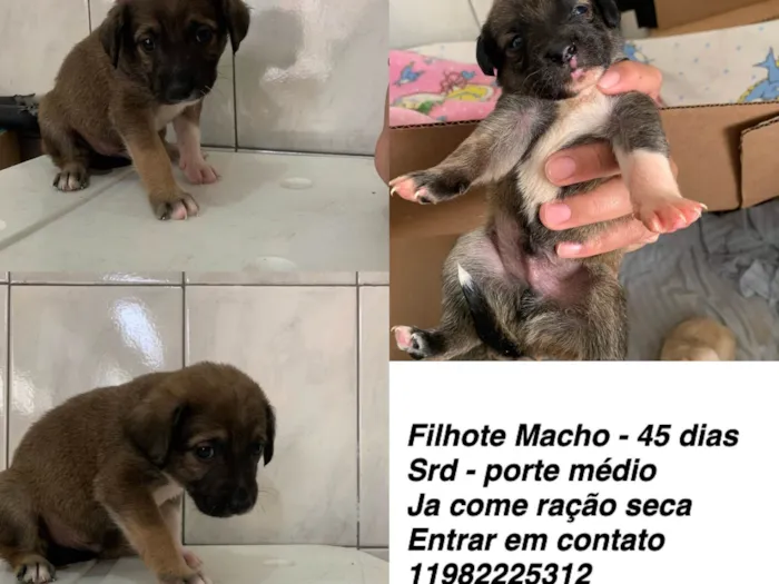 Cachorro ra a Srd idade Abaixo de 2 meses nome Bolota (apelido)