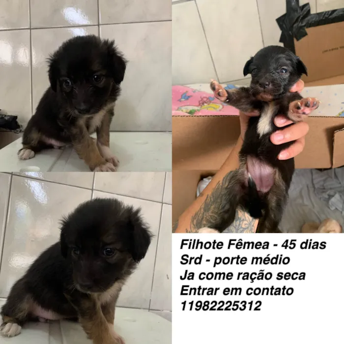 Cachorro ra a SRD-ViraLata idade Abaixo de 2 meses nome Docinho (apelido)