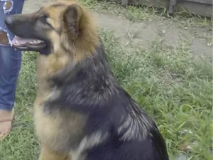 Cachorro raça pastor alemão  idade 1 ano nome mabel