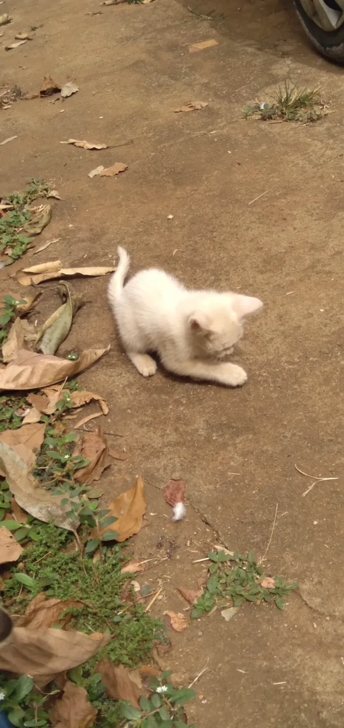 Gato ra a Comum idade Abaixo de 2 meses nome Branquinha 