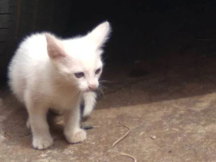 Gato ra a Comum idade Abaixo de 2 meses nome Branquinha 