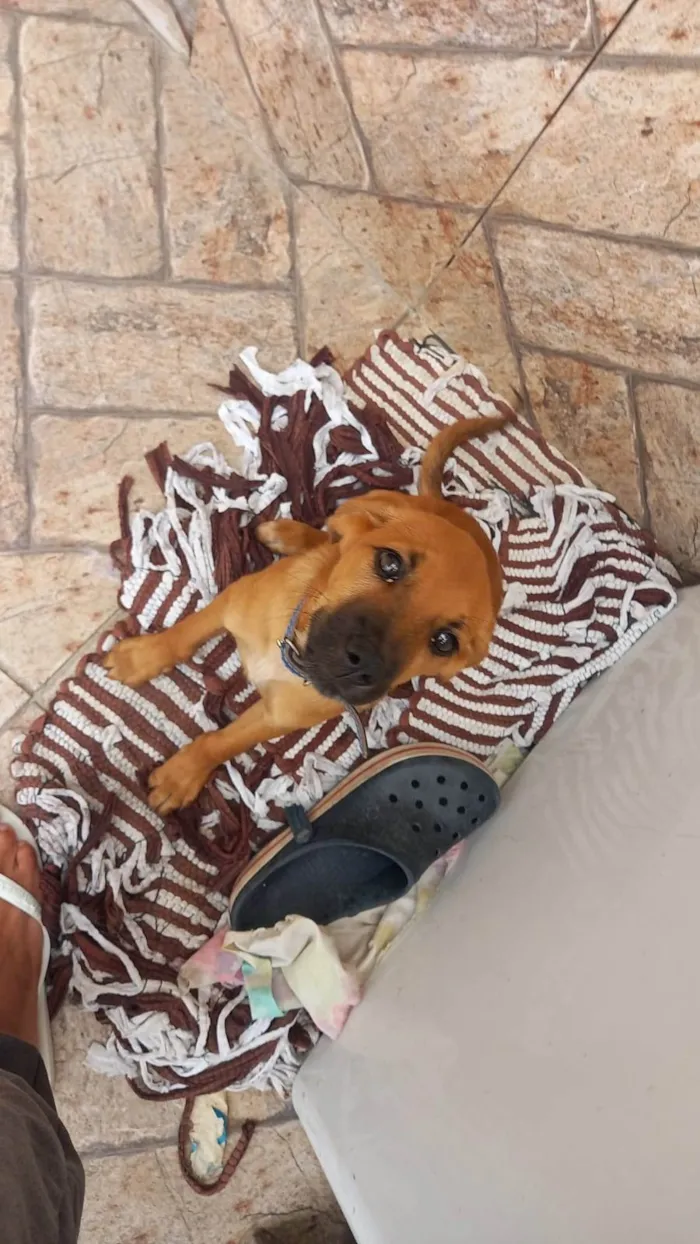 Cachorro ra a SRD-ViraLata ( Pastor alemão misturado ) idade 7 a 11 meses nome Scooby