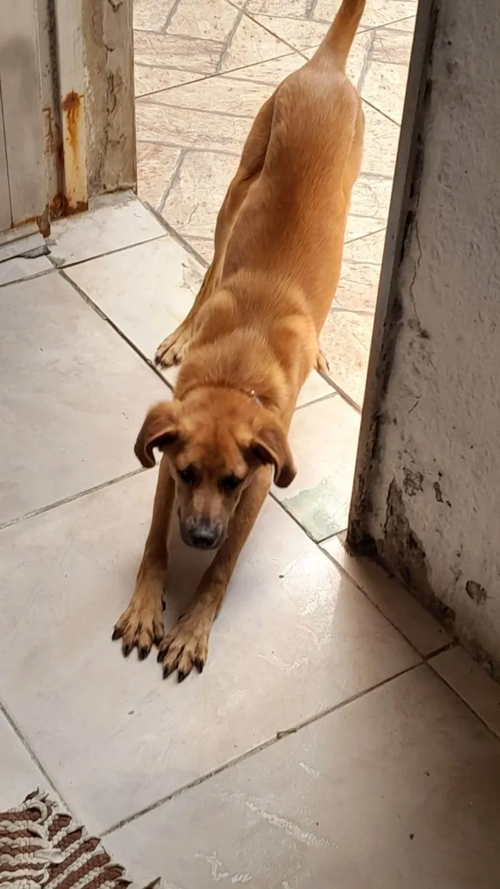 Cachorro ra a SRD-ViraLata ( Pastor alemão misturado ) idade 7 a 11 meses nome Scooby