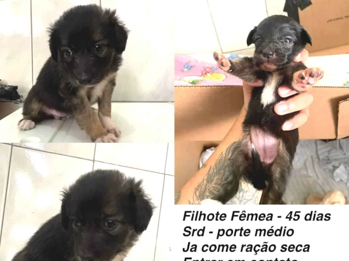 Cachorro ra a SRD-ViraLata idade Abaixo de 2 meses nome Docinho (apelido)