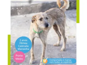 Cachorro raça SRD-ViraLata idade 2 anos nome Magrela