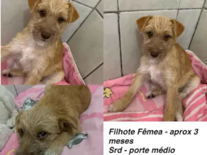 Cachorro raça SRD-ViraLata idade 2 a 6 meses nome Isabela 