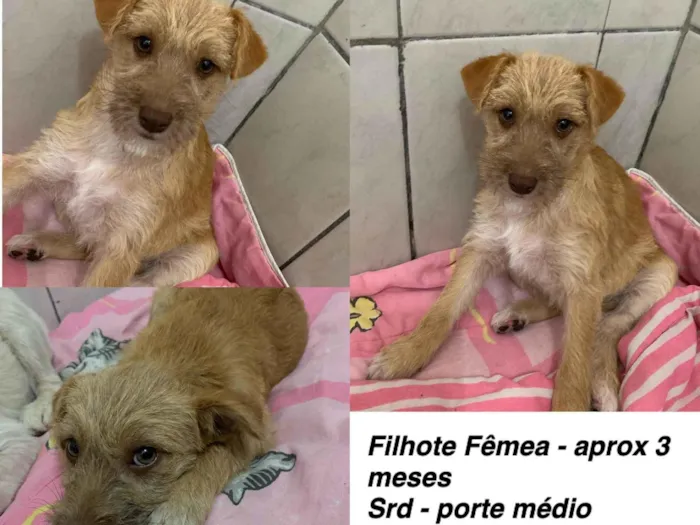 Cachorro ra a SRD-ViraLata idade 2 a 6 meses nome Isabela 