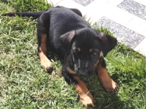 Cachorro raça Pastor Holandês  idade 2 a 6 meses nome Filhote 1