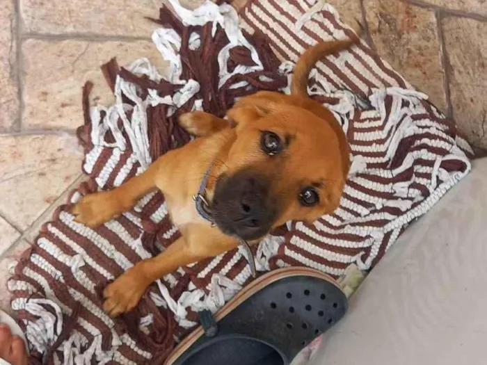 Cachorro ra a SRD-ViraLata ( Pastor alemão misturado ) idade 7 a 11 meses nome Scooby