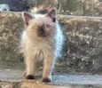 Kitty 