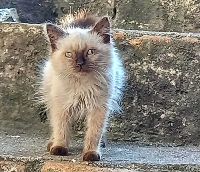 Gato ra a Rag-doll idade 2 a 6 meses nome Kitty 