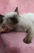 Kitty