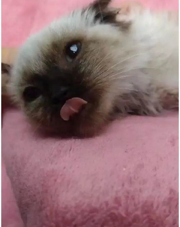 Gato ra a Rag-doll idade 2 a 6 meses nome Kitty 