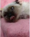 Kitty