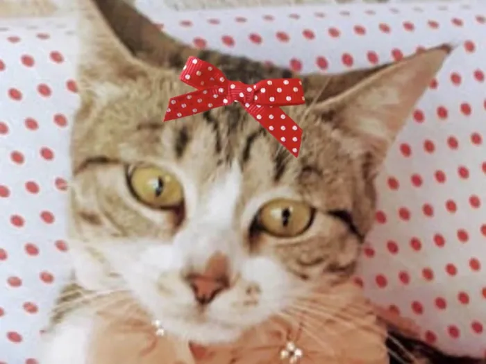 Gato ra a Mestica  idade 2 a 6 meses nome Nina 