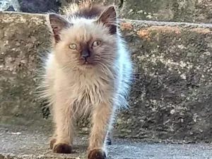 Gato raça Rag-doll idade 2 a 6 meses nome Kitty 