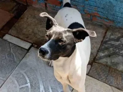 Cachorro raça SRD-ViraLata idade 2 anos nome Layla