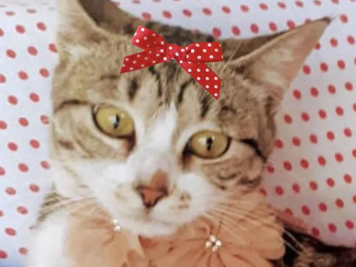 Gato ra a Mestica  idade 2 a 6 meses nome Nina 