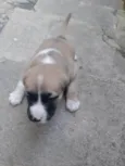 Bela