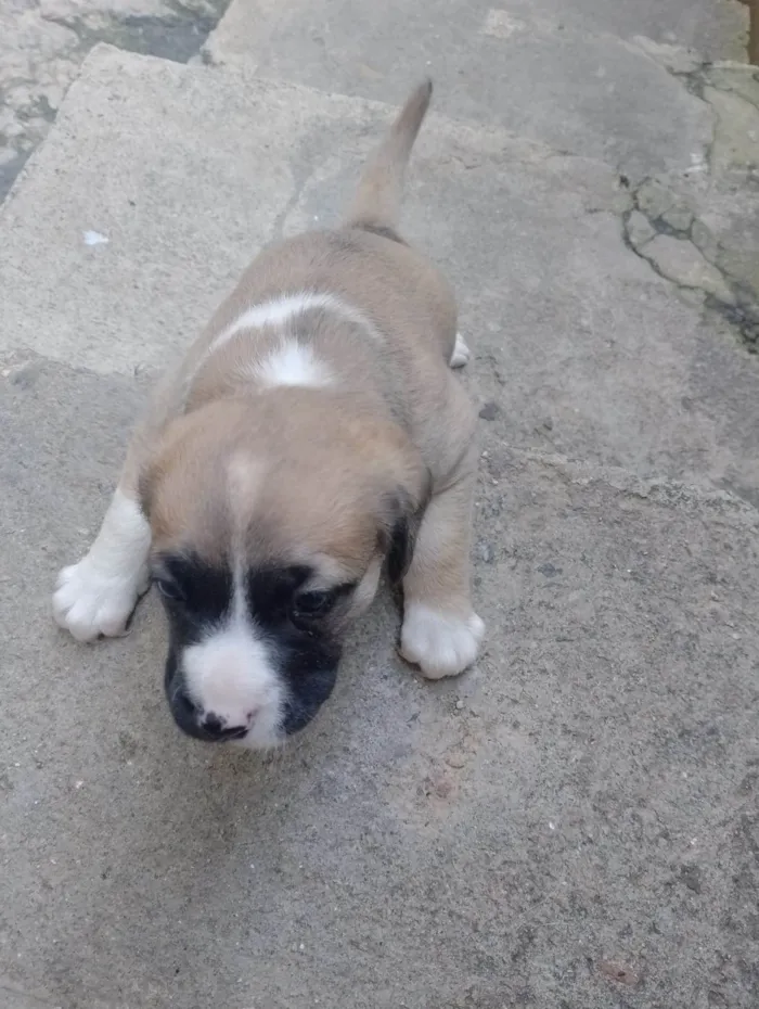 Cachorro ra a Viralata  idade Abaixo de 2 meses nome Bela