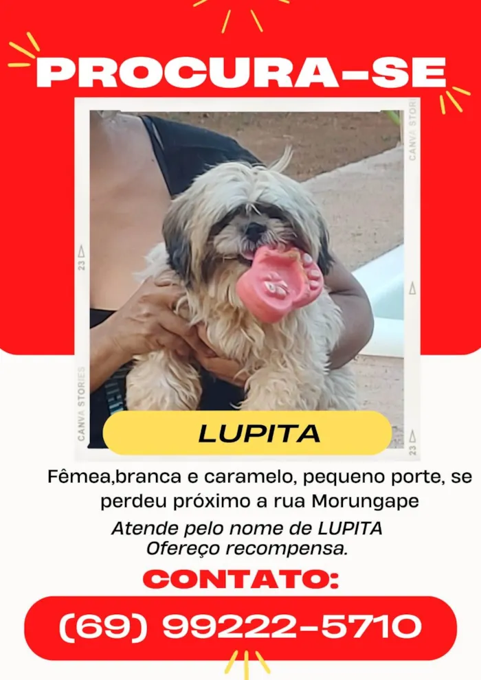 Cachorro ra a Shitzu idade 3 anos nome Lupita