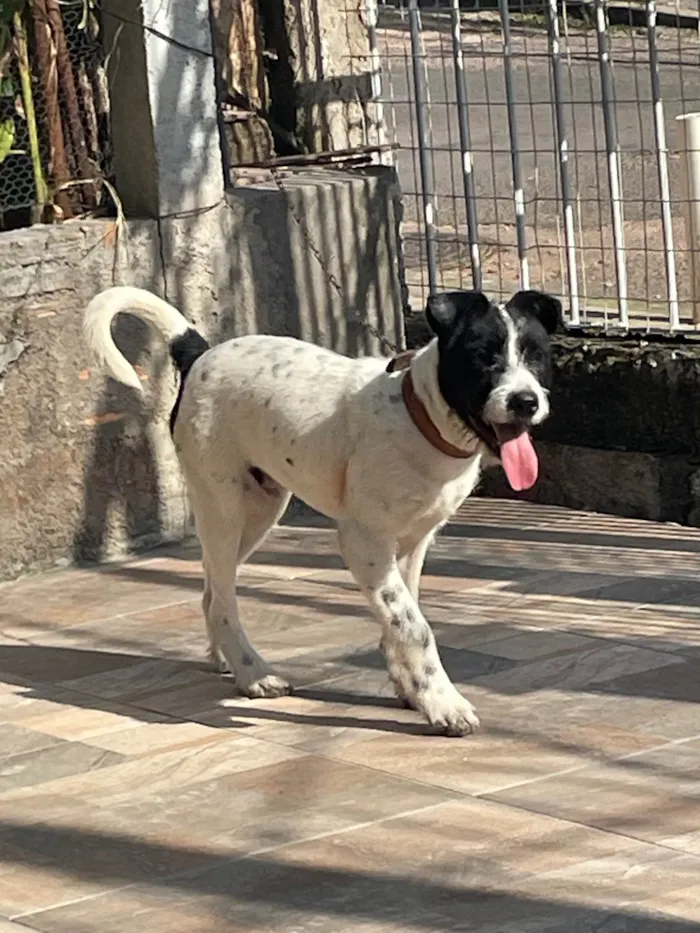 Cachorro ra a SRD-ViraLata idade 7 a 11 meses nome Paulinho 