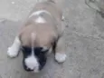 Bela
