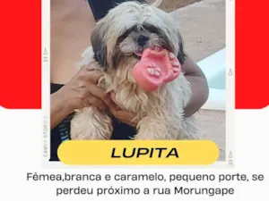 Cachorro raça Shitzu idade 3 anos nome Lupita