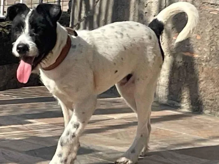 Cachorro ra a SRD-ViraLata idade 7 a 11 meses nome Paulinho 