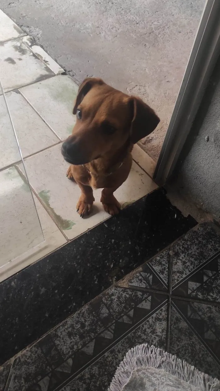 Cachorro ra a  idade 7 a 11 meses nome Marley