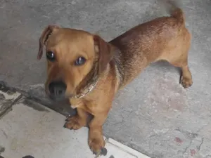 Cachorro raça  idade 7 a 11 meses nome Marley