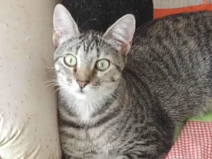 Gato raça Srd idade 2 a 6 meses nome Gabi