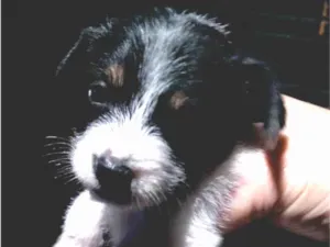 Cachorro raça SRD-ViraLata idade 2 a 6 meses nome Ozzy