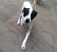 Axel